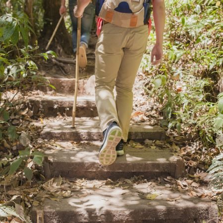 hikers-walking-up-stairs-jungle hikers-walking-up-stairs-jungle
